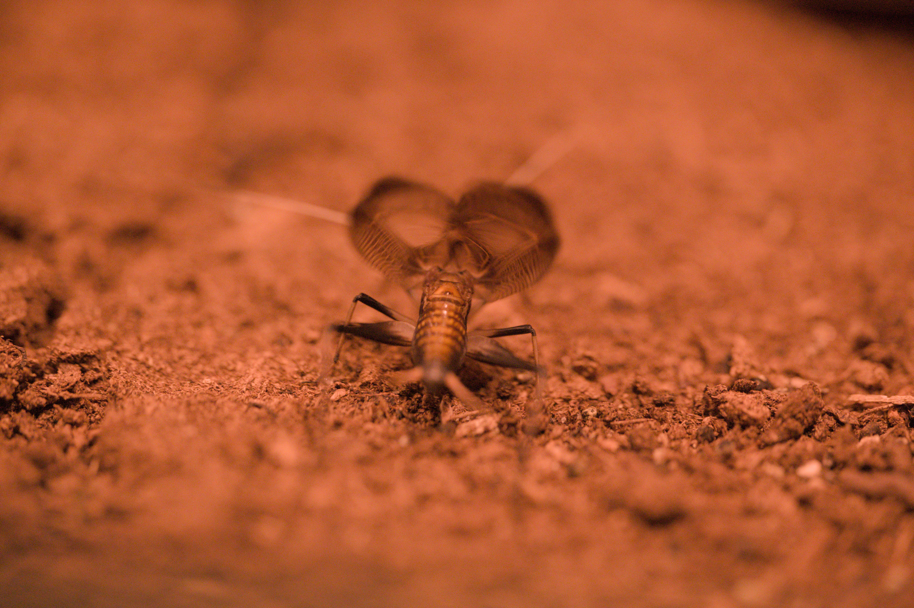 2025/10/12 - zoo/DSC_0242.jpg